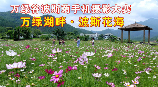 万绿谷波斯菊手机摄影大赛——万绿湖畔·波斯花海