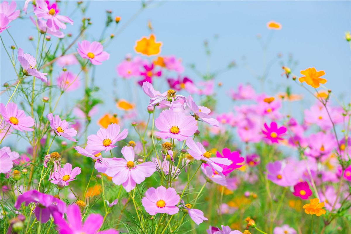 花开满园·瓜果飘香│万绿谷邀您免费入园看花海，还送渔家别墅、空中漂流票···